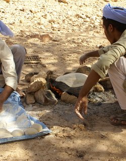 Bedouins